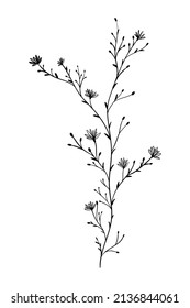 illustration line nature branch leaves flower flora black and white