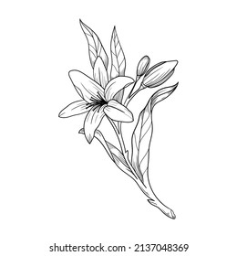 illustration line nature flora flowers natural flowers