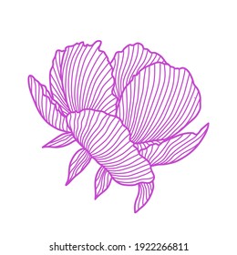 Illustration of linear peony. Beautiful decorative stylized summer flower.