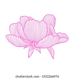 Illustration of linear peony. Beautiful decorative stylized summer flower.