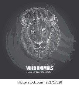 illustration of lion. drawing vector on chalkboard.