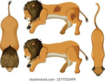 Illustration of a lion from multiple angles