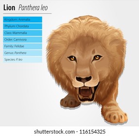 Illustration of a lion - Lion - Pathera leo