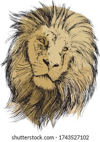 
illustration of a lion in vintage style