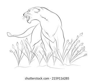 An illustration of a lioness, A predator line drawing, Vector drawing of a wild animal