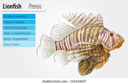 Illustration of a lionfish - Pterois antennata