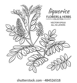  illustration with liquorise plant on white background
