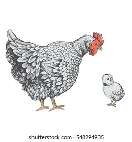 Illustration little chicken and hen. Series of farm animals. Graphics, sketch, hand drawing birds family. Brood-hen teaches chick. Vintage engraving style. Family day