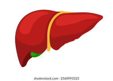 Illustration of a liver with a gallbladder, a schematic drawing in bright colors.