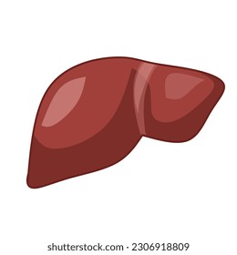 illustration of the liver, the largest solid organ and the largest gland in the human body