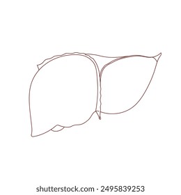Ilustración de hígado en estilo lineal, dibujado a mano