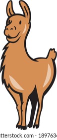 Illustration of a llama standing facing front done in cartoon style on isolated background.