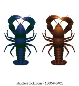 Illustration of the lobster