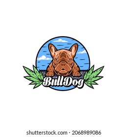 illustration logo design for bulldog