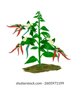 illustration of a long chili plant bearing fruit without a background