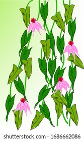 ilustración de ramas largas colgantes, con hojas triangulares, hojas verdes oscuras y verdes, flores rosas claras con un centro rosa brillante, sobre un fondo blanco