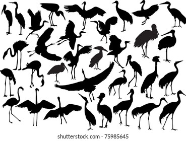 illustration with long legs birds collection isolated on white background