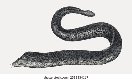 Illustration of a long, slender eel with a textured, dark body. The eel's body curves gracefully, showcasing its smooth, elongated form against a plain background. Vintage fish illustration vector.