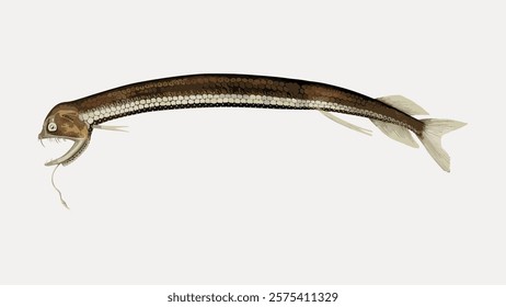 Illustration of a long, slender fish with a dark brown body and light underbelly. The fish has a wide mouth and elongated fins, showcasing its unique features. Vintage art drawing, isolated vector.