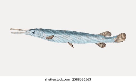 Illustration of a long, slender fish with a pointed snout and textured scales. The fish has a streamlined body, detailed fins, and a distinctive elongated shape. Vintage marine life vector.