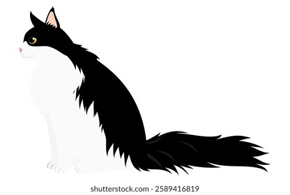 Illustration of a long-haired cat, a black-and-white bicolor Maine Coon, sitting and looking sideways, Vector Illustration