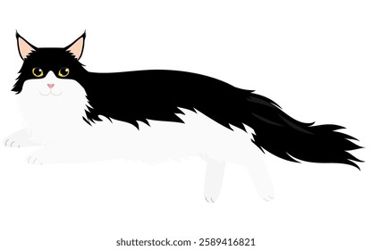 Illustration of a long-haired cat, a black-and-white bicolor Maine Coon, lying down and looking at the camera, Vector Illustration