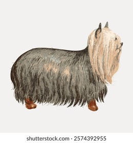 Illustration of a long-haired dog with a fluffy coat. The dog has a shaggy, textured appearance, showcasing its long, flowing fur and distinctive look.