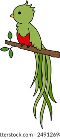 Illustration of a Long-tailed Quetzal on a branch with side view