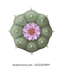 Illustration of Lophophora williamsii or peyote cactus, isolated on white background.