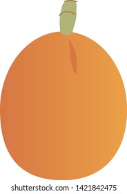 Illustration of the loquat, Fruit