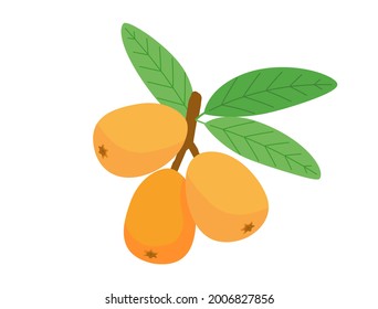 It Is An Illustration Of A Loquat With Leaves.