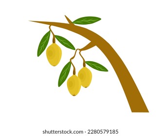 It is an illustration of a loquat with leaves.