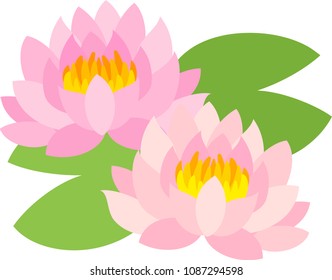 The illustration of lotus