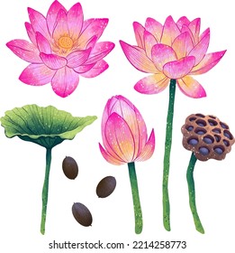 Illustration lotus flower in different angles lotus seeds leaf box digital