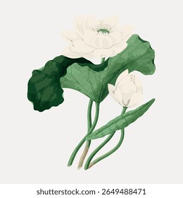 Illustration of a lotus flower with green leaves. The lotus flower is depicted in a delicate, artistic style. Lotus and leaves create a serene, natural scene. Vintage flower illustration vector.