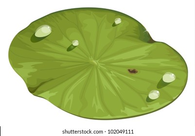 Illustration of a lotus leaf
