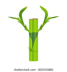 ILLUSTRATION OF LUCKY bamboo WITH WHITE BACKGROUND.