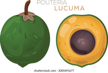 Illustration Of Lucuma. Fresh Lucuma Fruit. Pouteria Lucuma. Superfood Pouteria lucuma icon. Healthy natural product
