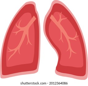 
Illustration of Lungs. Drawing of two lungs