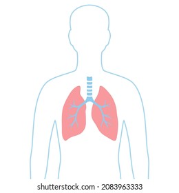 Illustration with lungs internal organ. Human body anatomy. Health care and medical image.