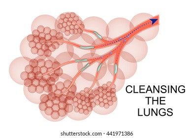 illustration of the lungs a process of purification of mucus intended for expectorants
