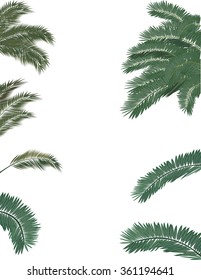 illustration with lush green palm tree foliage isolated on white background