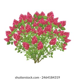 Illustration of a lush lilac bush with vibrant purple blossoms and green foliage