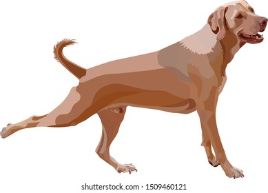 Illustration of lying dog. Vector, EPS10