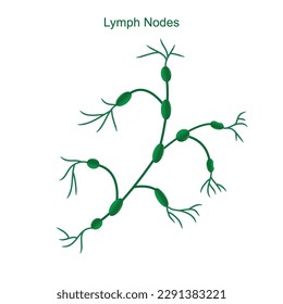 Illustration of the lymph nodes on a white background, medical concept