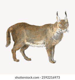 Illustration of a lynx with tufted ears, thick fur, and a short tail. The lynx stands alert, showcasing its distinct features and wild, majestic presence. Isolated vector illustration.