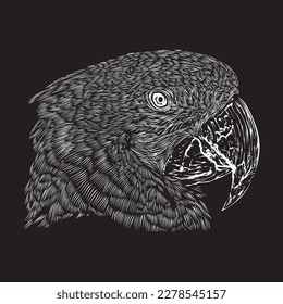 Illustration of macaw head sketch drawing grunge vector outline animal