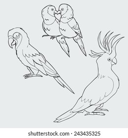 Illustration of macaw, lovebirds and cockatoo parrots