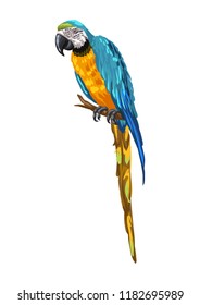 Illustration of macaw parrot. Tropical exotic bird.