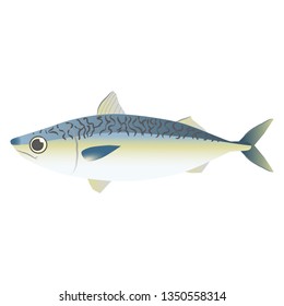 Illustration of the mackerel